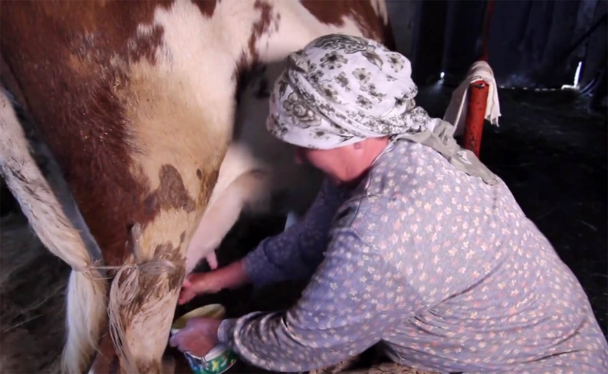 Image of a woman milking a cow