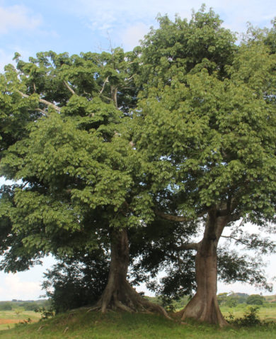 Image of a pair of large trees growing in a swath of flatland.