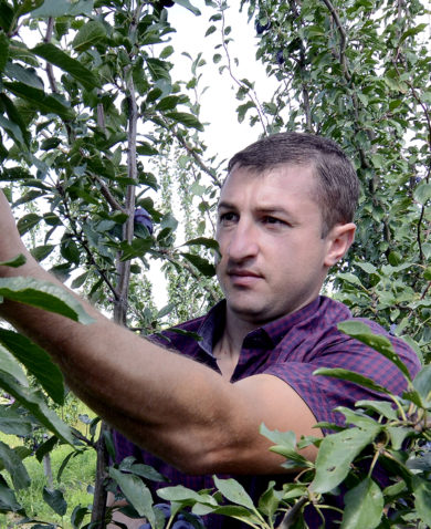 A man inspecting a bundle of blue fruits growing on a tree.