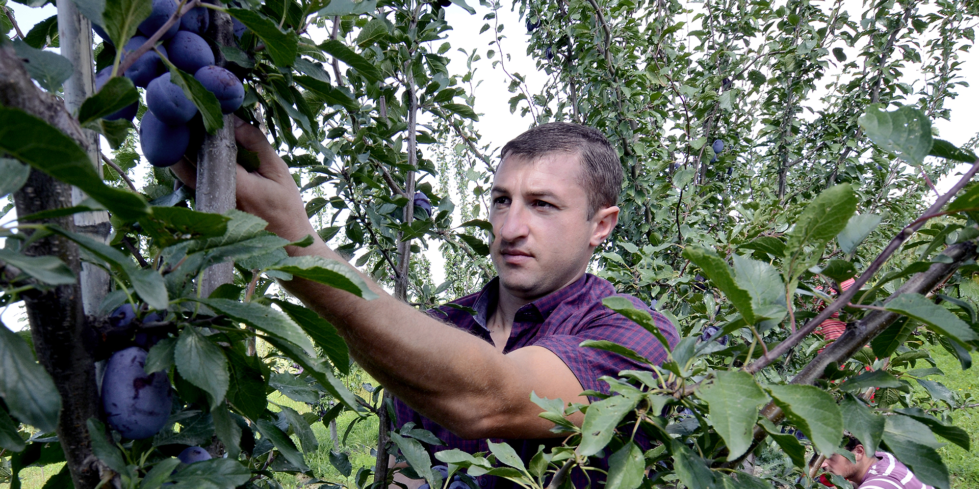 A man inspecting a bundle of blue fruits growing on a tree.