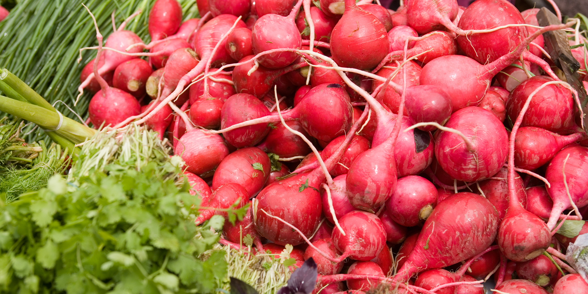 Image of a large bushel of radishes
