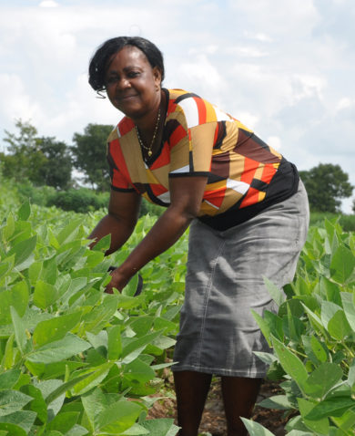 Image of a woman standing amongst crops and leaning over to inspect them.