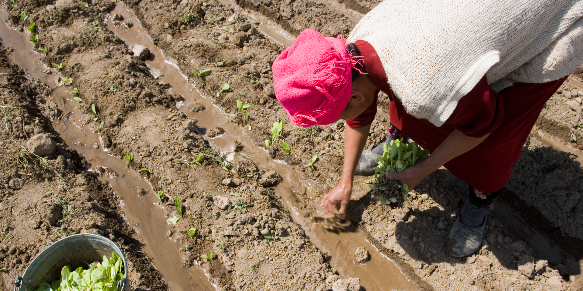 Image of a woman planting crops on farmland.