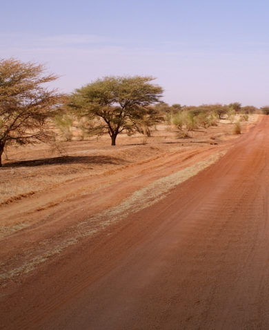 Image of a desert road leading off into the distance with weathered trees peppering the landscape on each side.