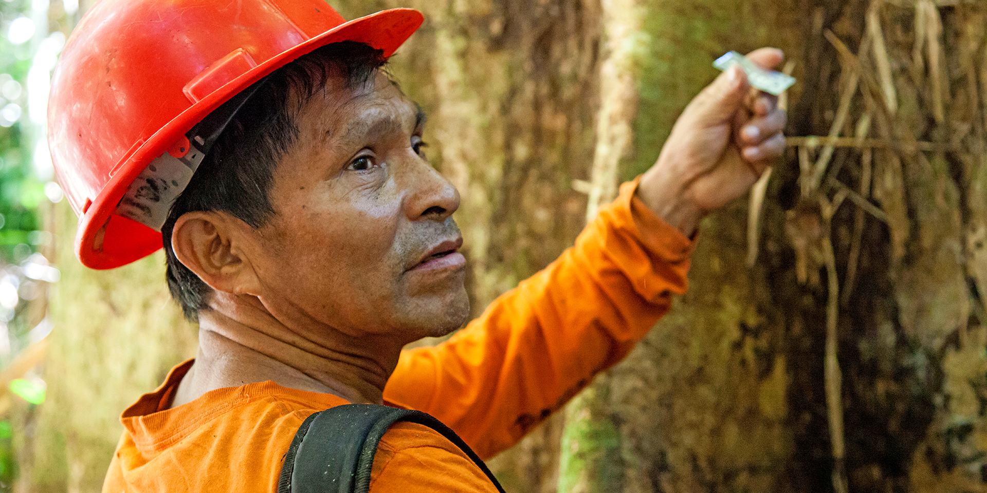 Image of a worker standing beside a large tree, looking off and holding a small device in his hand.