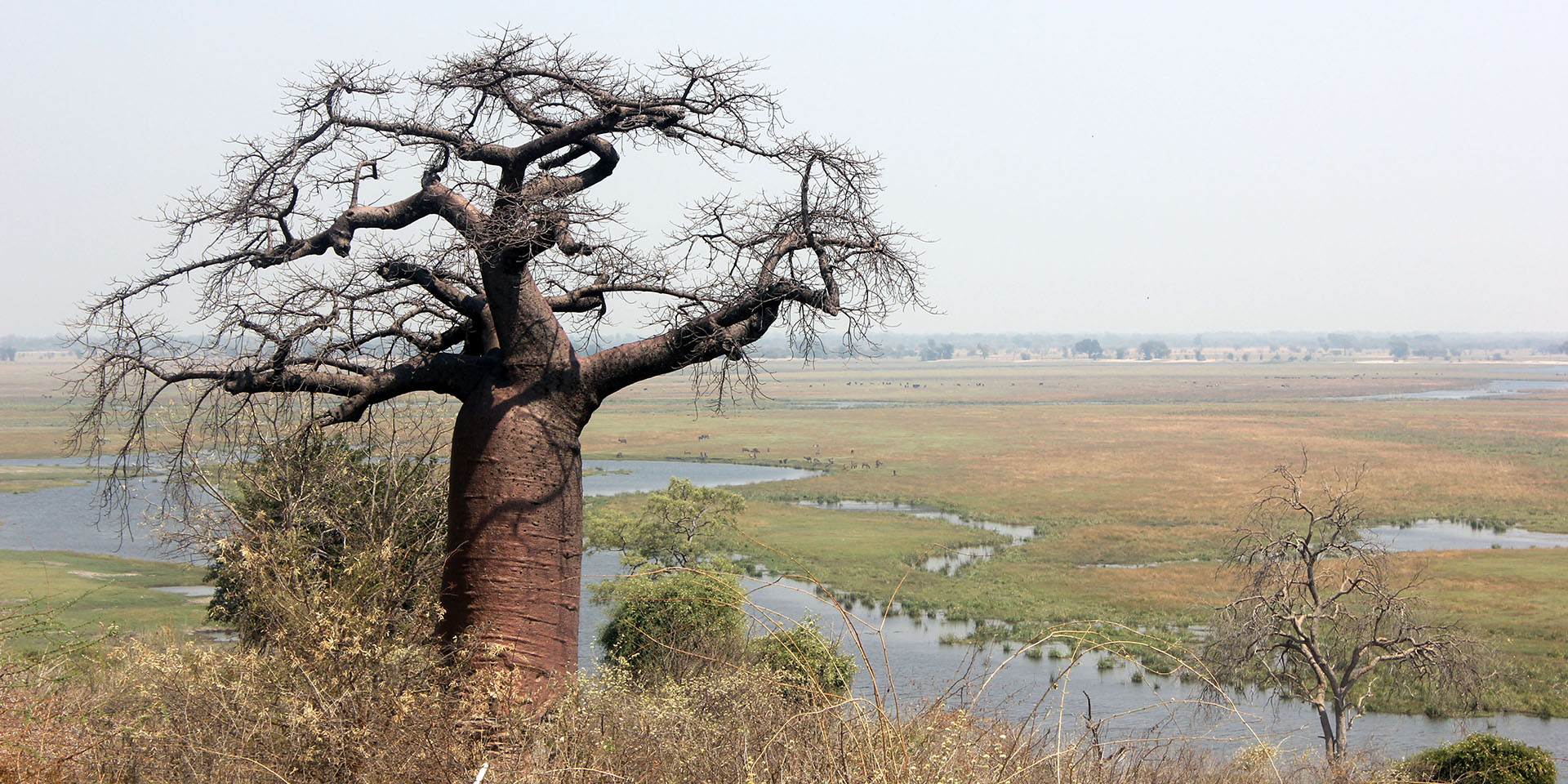 Image of a thick tree with winding branches. In the background is a vast wetland with small rivers running throughout.