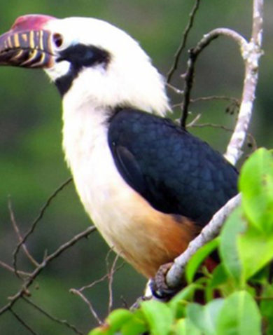 Image of a black and white bird with a large, curved, purplish beak with yellow stripes perched on a tree branch.