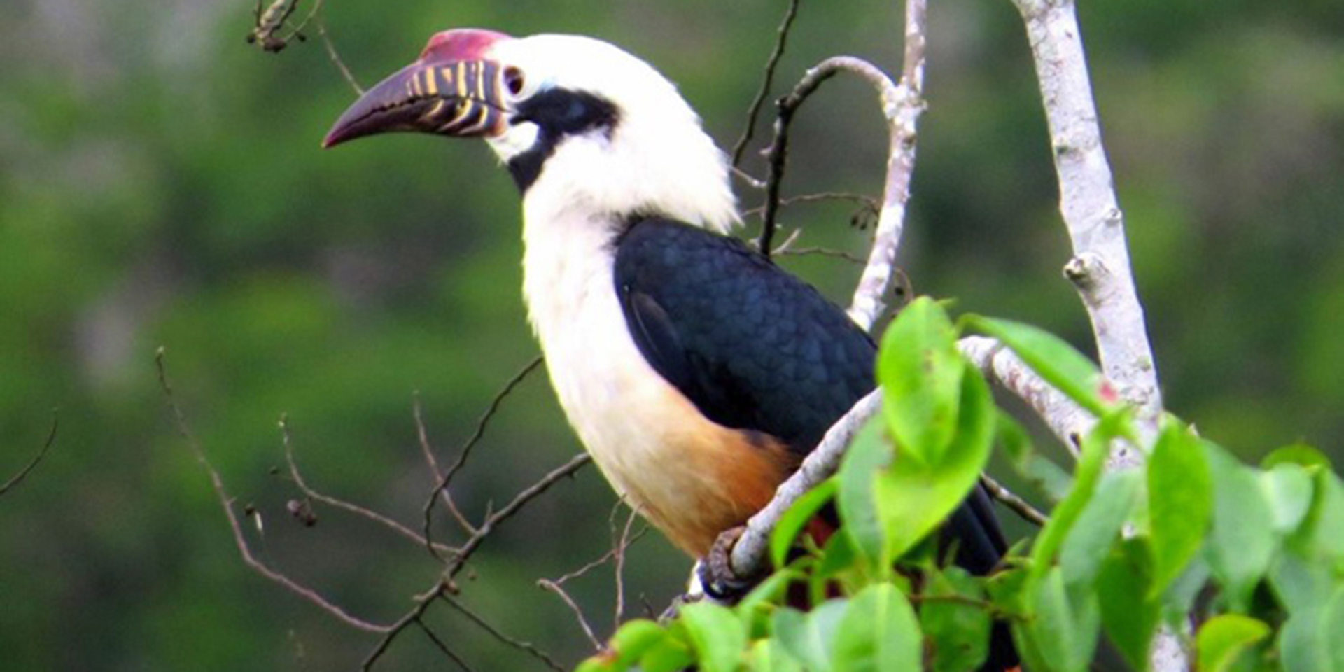 Image of a black and white bird with a large, curved, purplish beak with yellow stripes perched on a tree branch.