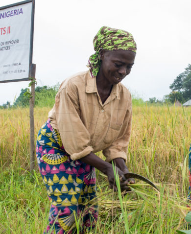Image of three farmers cutting rice plants next to a sign that reads "USAID | Nigeria, Markets 2, Rice Demonstration on Improved Agronomic Practices."
