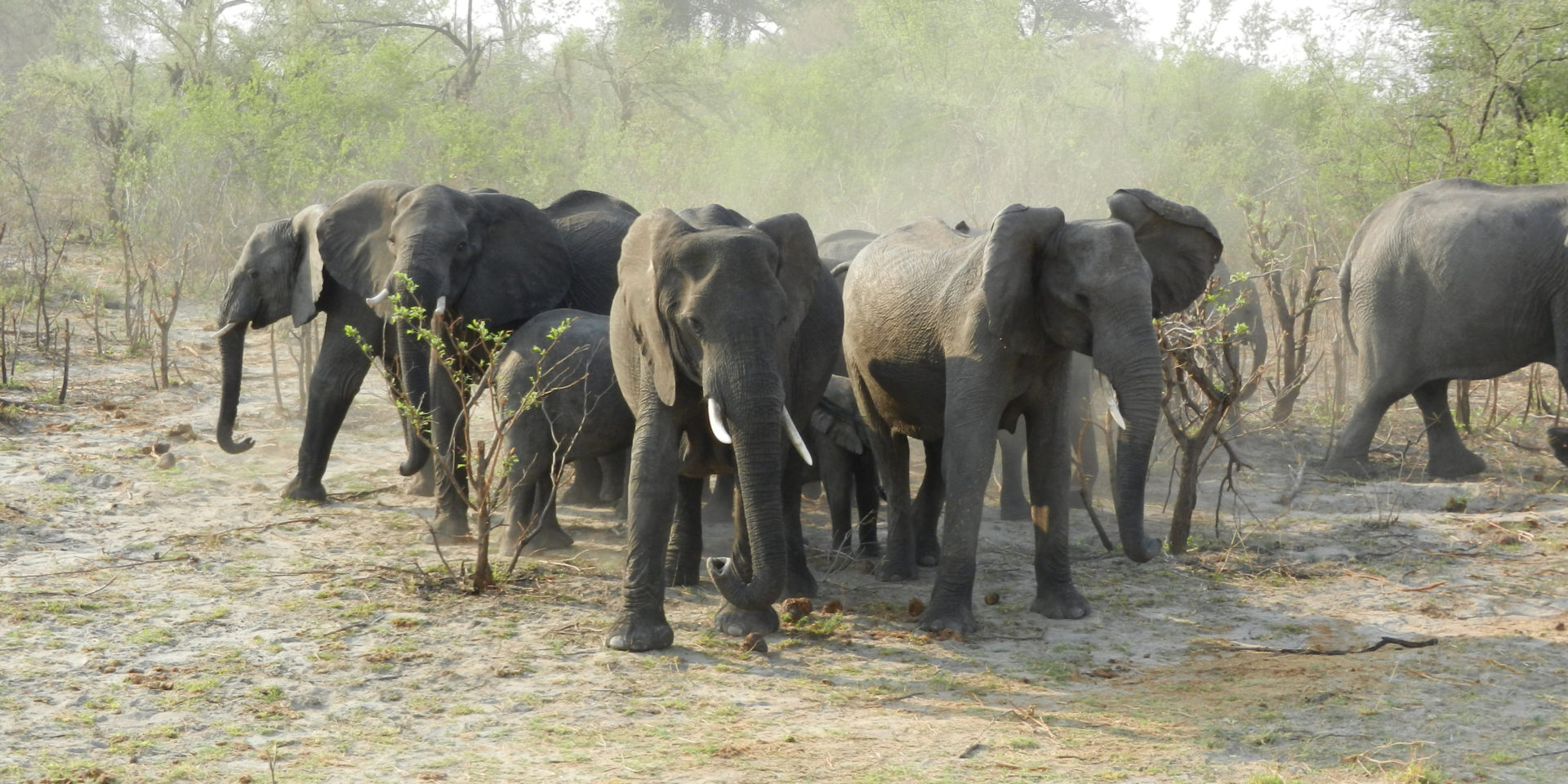 A large group of adult and young elephants bunched together in a brown and green savanna.