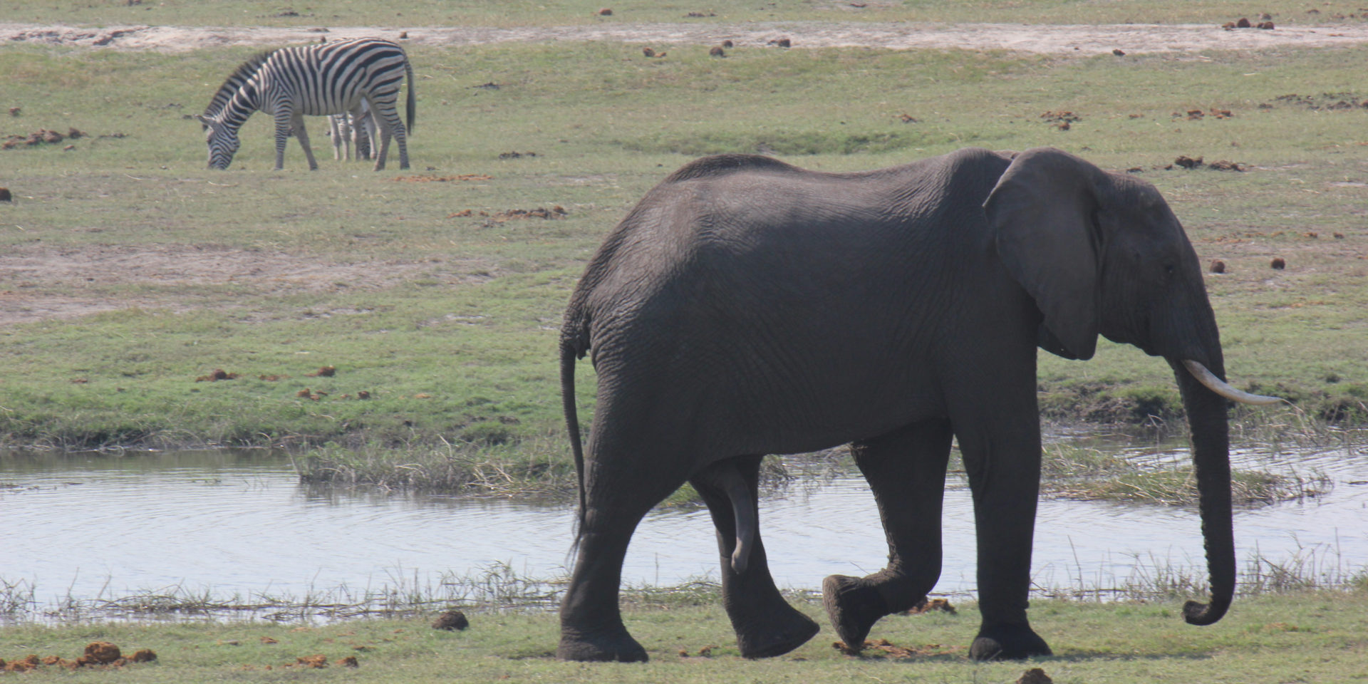 An elephant walking beside a small river in a savanna with two zebras grazing on the opposite side.