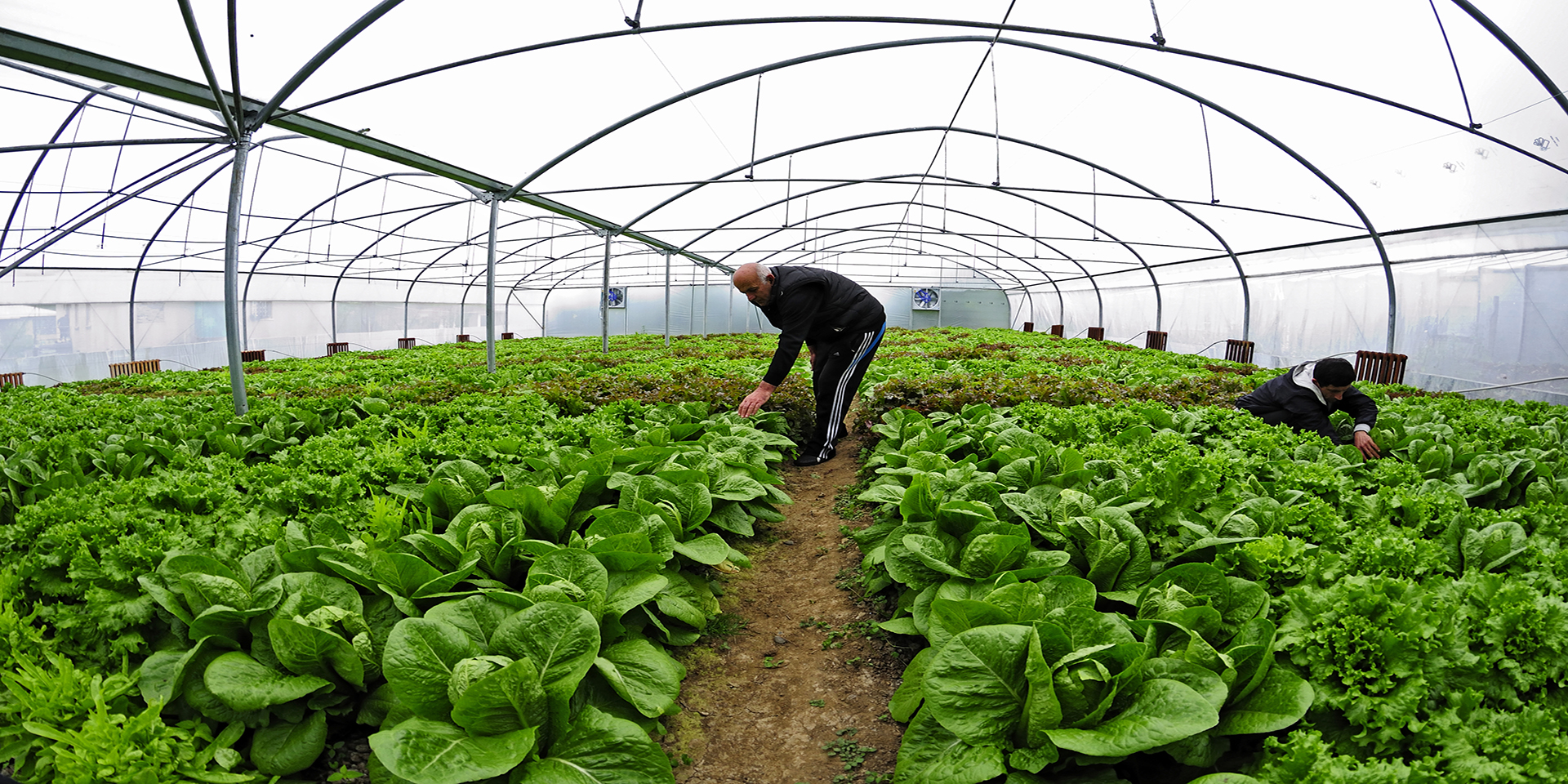 Two men inspecting bright green lettuce and cabbage within a greenhouse.