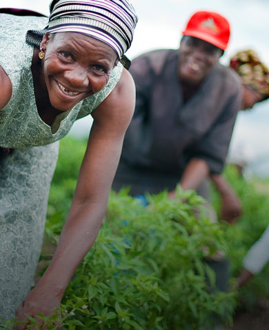 Image of a woman smiling as she harvests crops on a farm. Several other farmers are doing the same behind her.