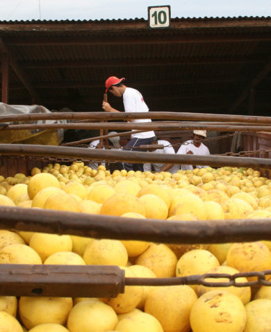 Image of a shipping container filled with grapefruits. Workers can be seen in the background unloading.