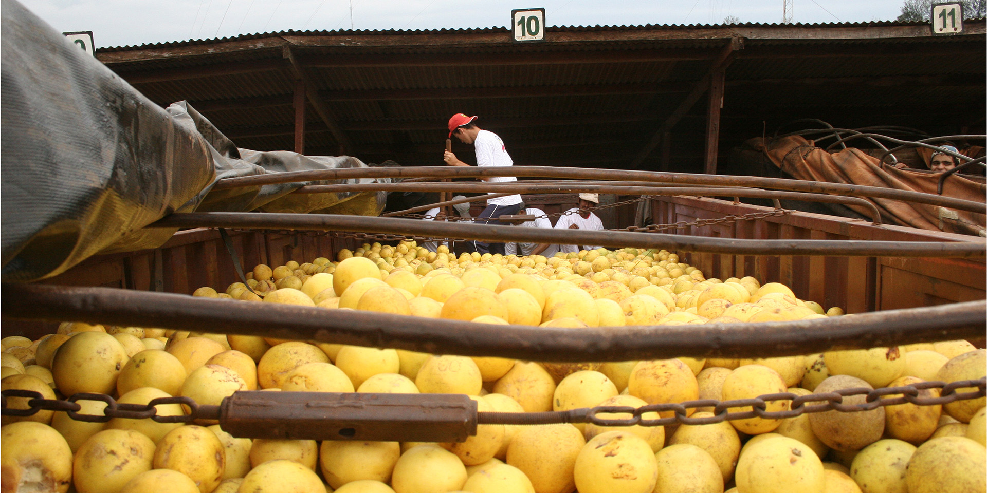 Image of a shipping container filled with grapefruits. Workers can be seen in the background unloading.