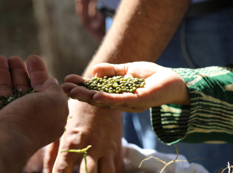 Image of a hand holding a large number of lentils.