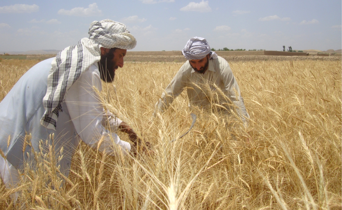 Two men harvesting wheat in a field.