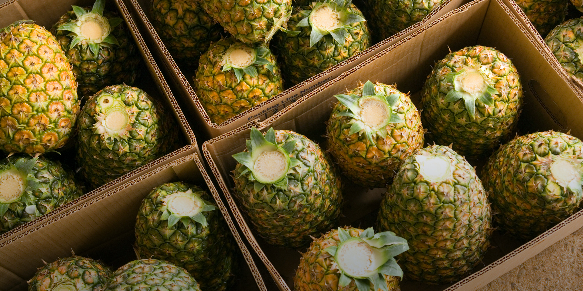 Overhead image of pineapples stored in cardboard boxes with their crowns cut off.
