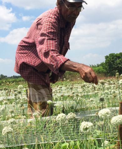 An older man examining crops protected by a wire mesh.