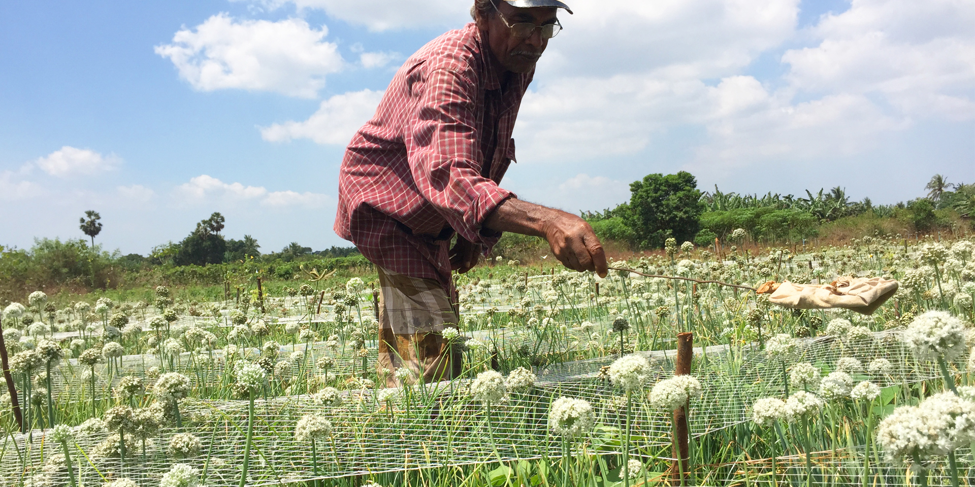 An older man examining crops protected by a wire mesh.