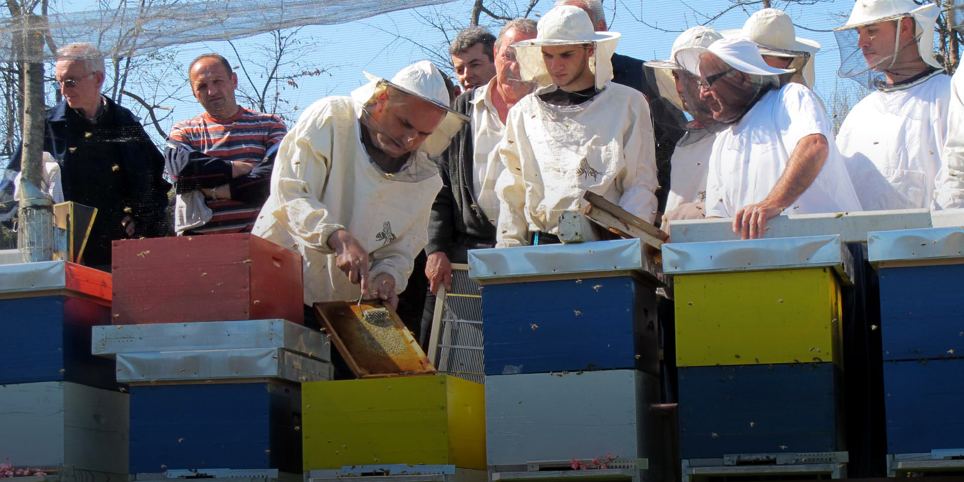 Image of several beekeepers in protective gear inspecting populated bee boxes.