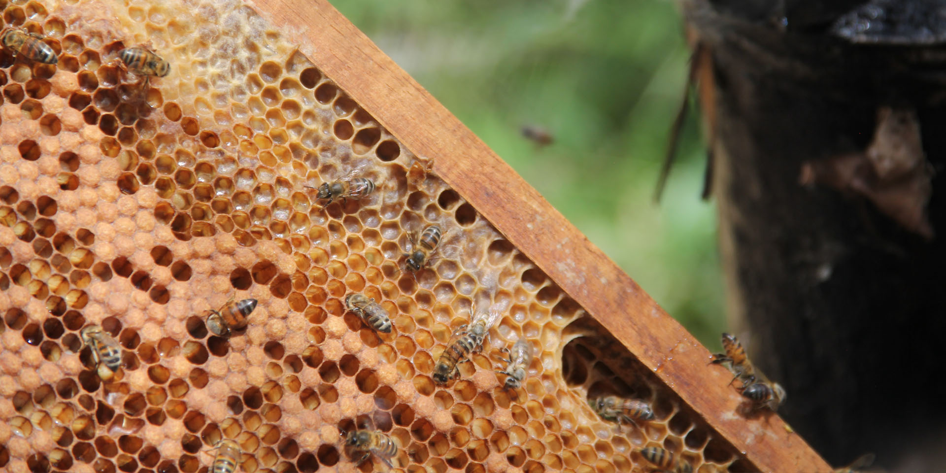 Close-up image of a beehive set in a bee box frame.