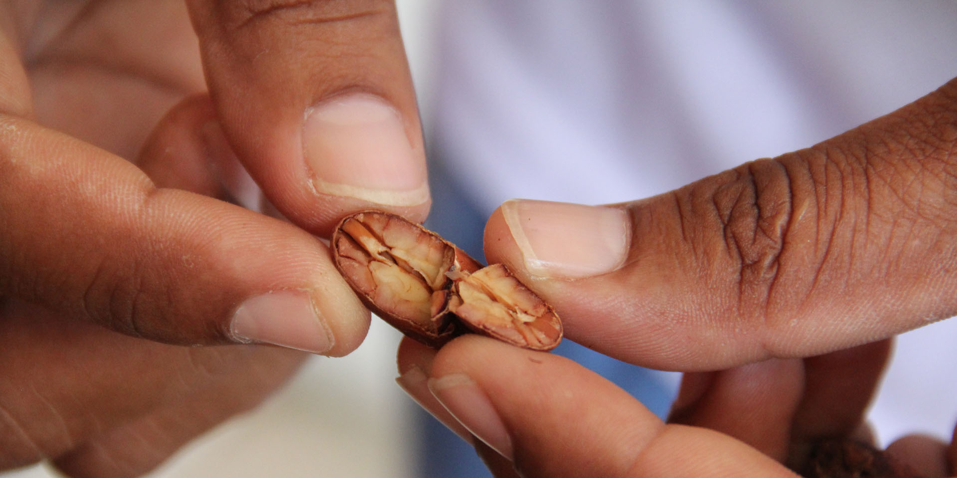 A close-up image of hands breaking apart a cocoa bean.