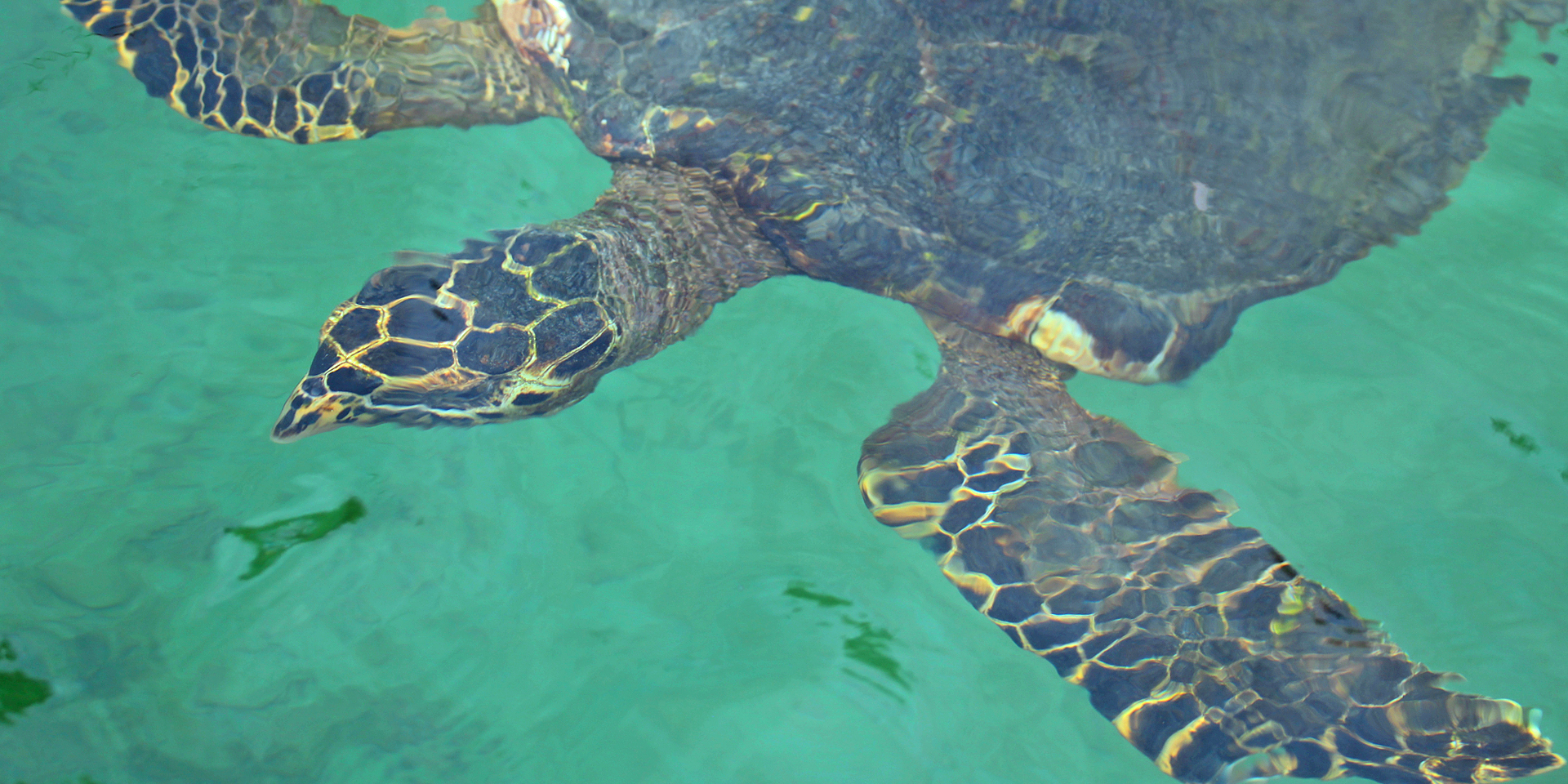 A close-up image of a sea turtle in turquoise colored water.