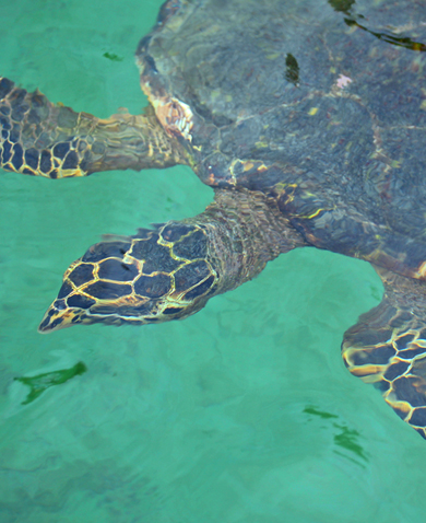 A close-up image of a sea turtle in turquoise colored water.