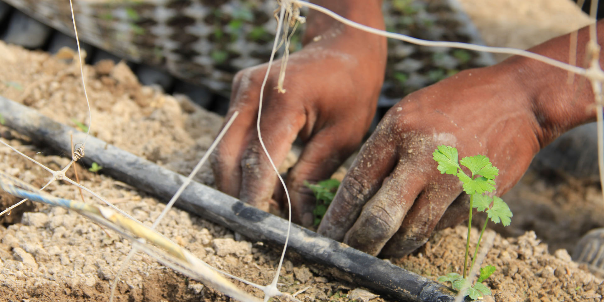 A close-up of hands planting sprouts in dirt.