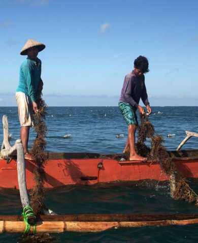 Three fishermen in a boat harvesting seaweed from the ocean.