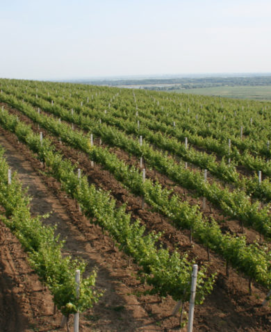 Aerial photo of a vineyard on a hill overlooking a green landscape.