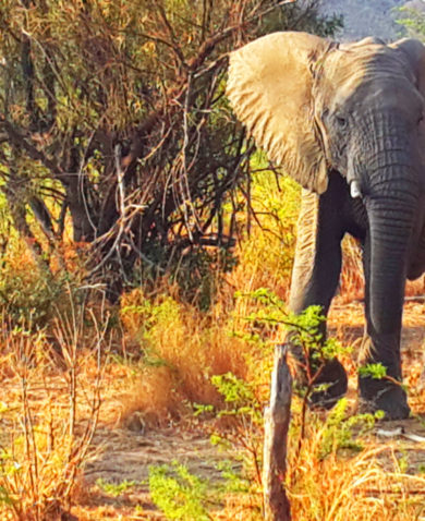 An elephant walking alone through a savanna amongst several small trees.