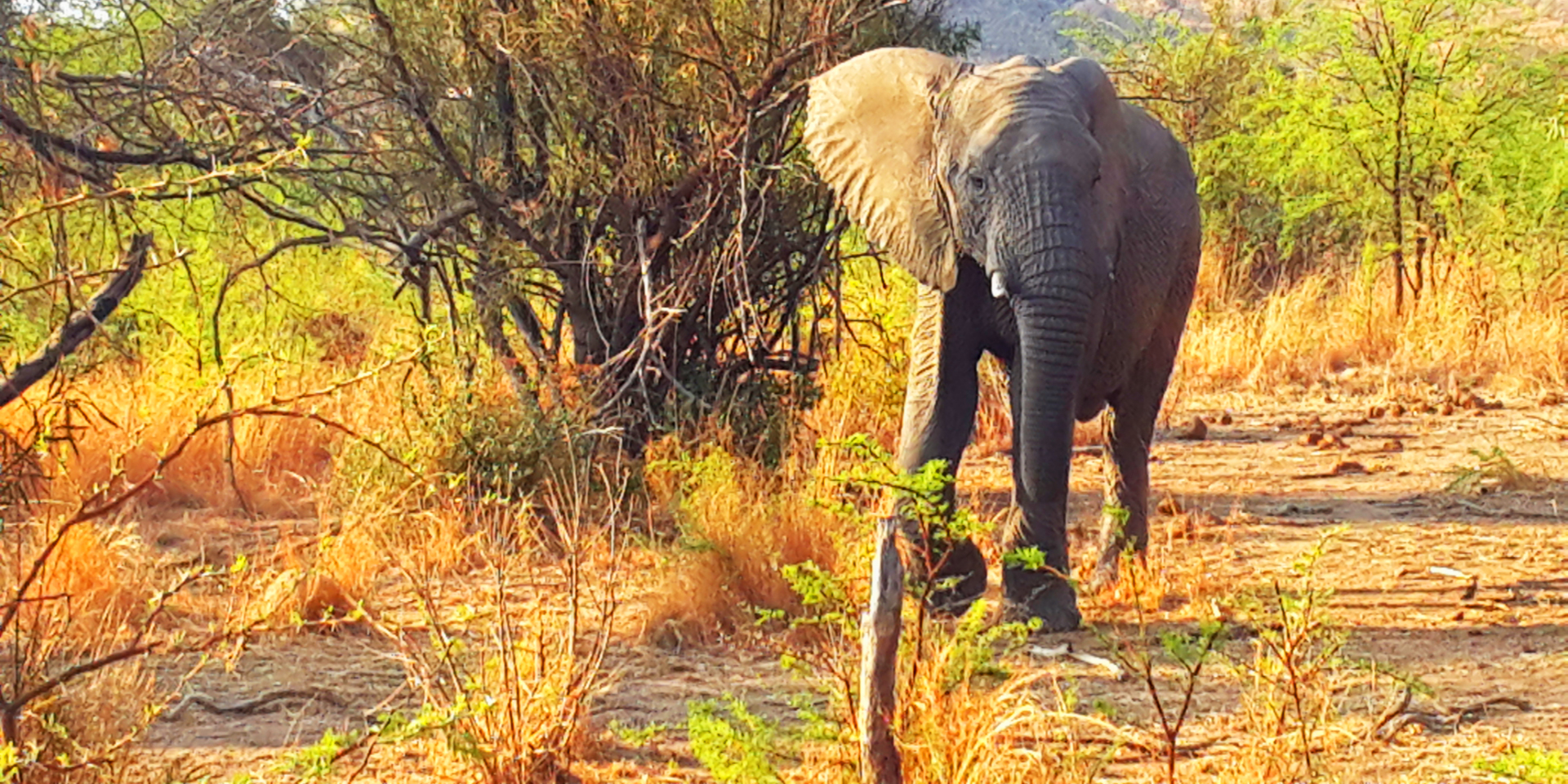 An elephant walking alone through a savanna amongst several small trees.