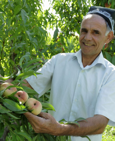 A smiling man presenting a bushel of peaches growing on a peach tree.