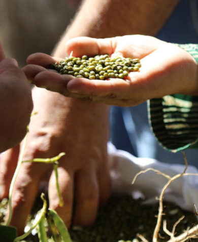 Image of a hand holding a large number of lentils.