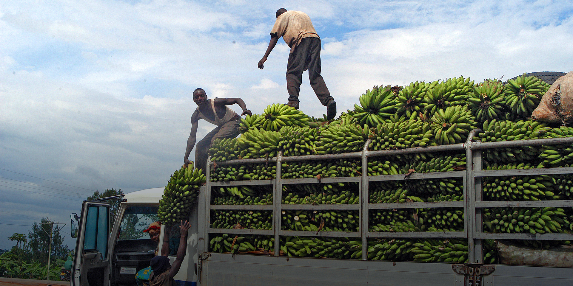 Image of a truck filled with bushels of plantains being unloaded by workers standing on top.