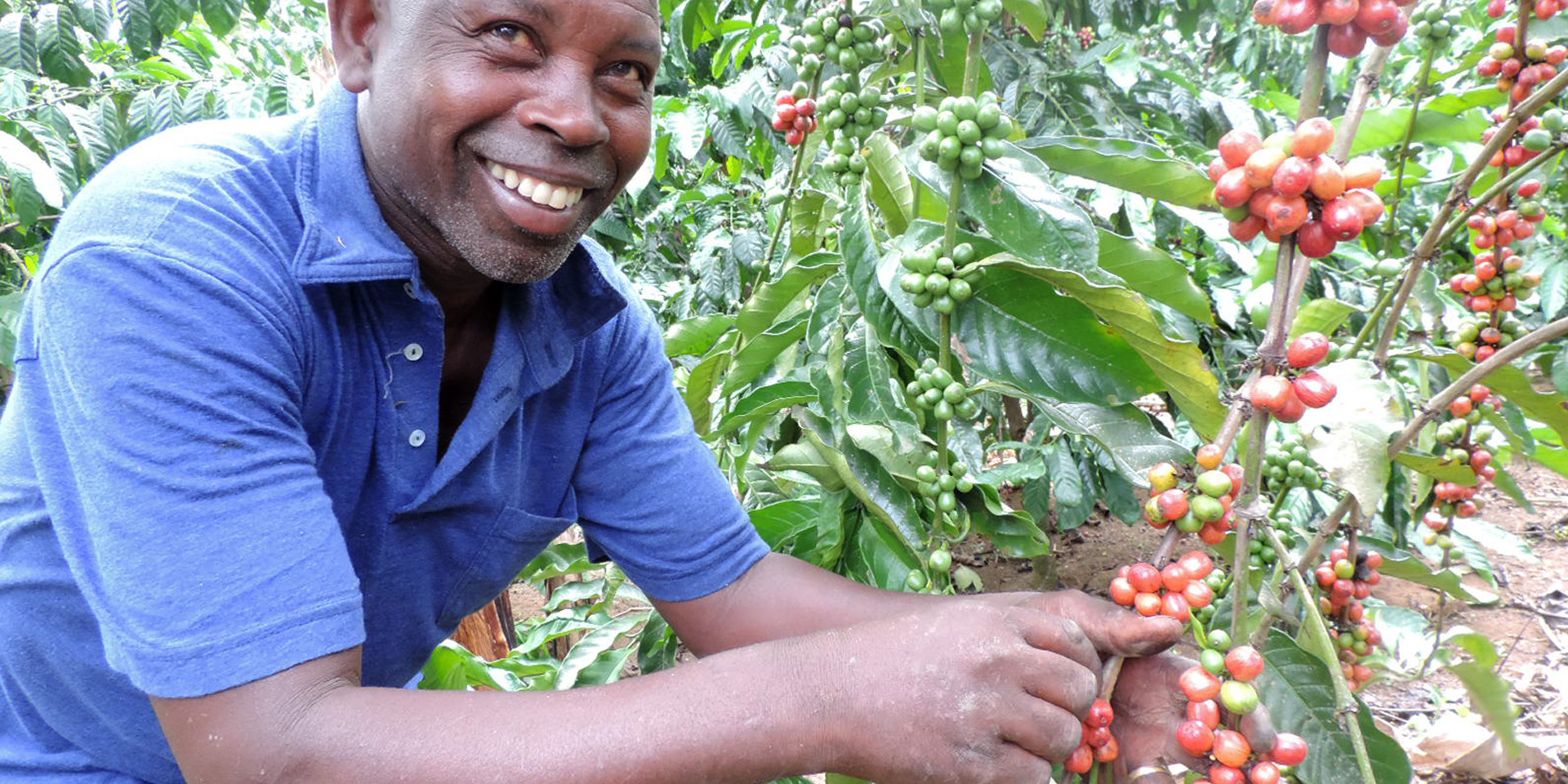 A smiling man holding a vine covered with red-tinted fruits.