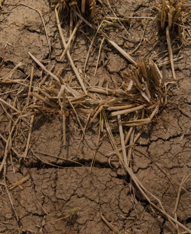A close-up image of dry and cracked soil with several dead plants littering the ground.