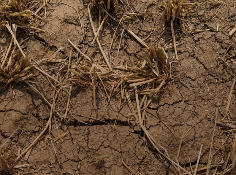 A close-up image of dry and cracked soil with several dead plants littering the ground.