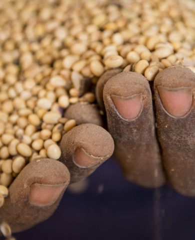 A close-up of hands holding a large pile of beans.