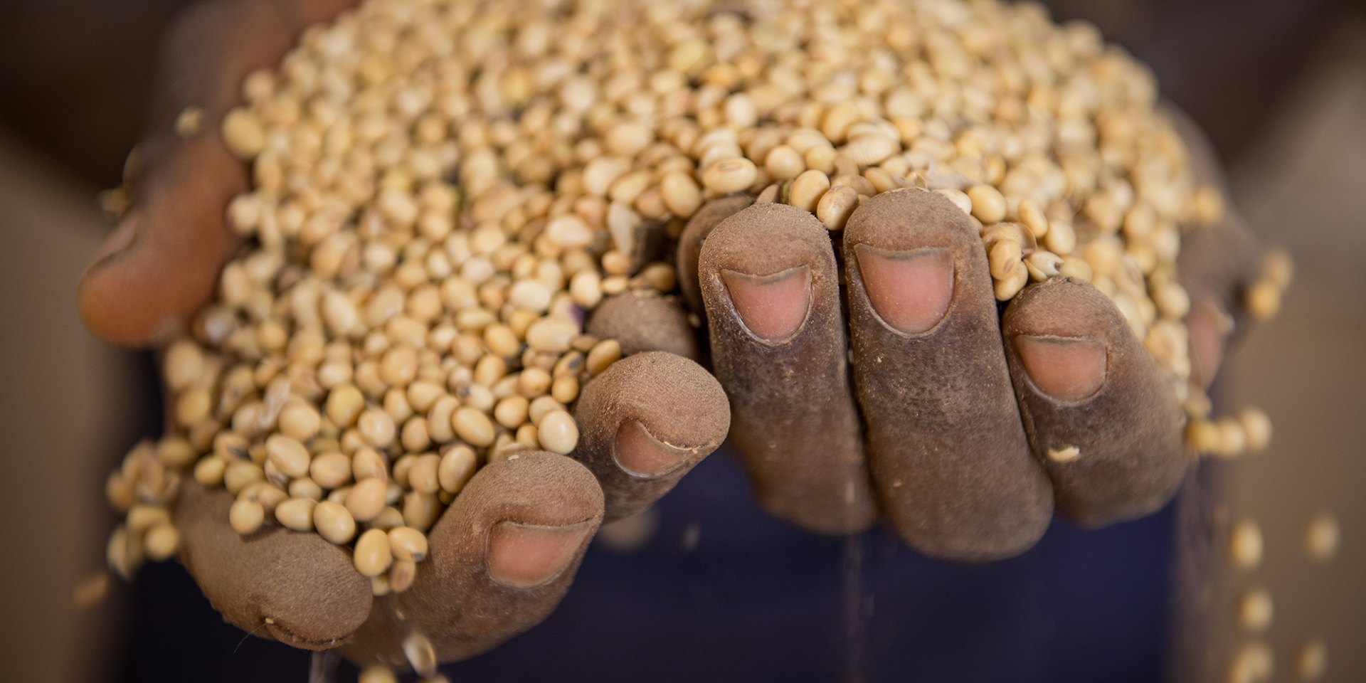 A close-up of hands holding a large pile of beans.