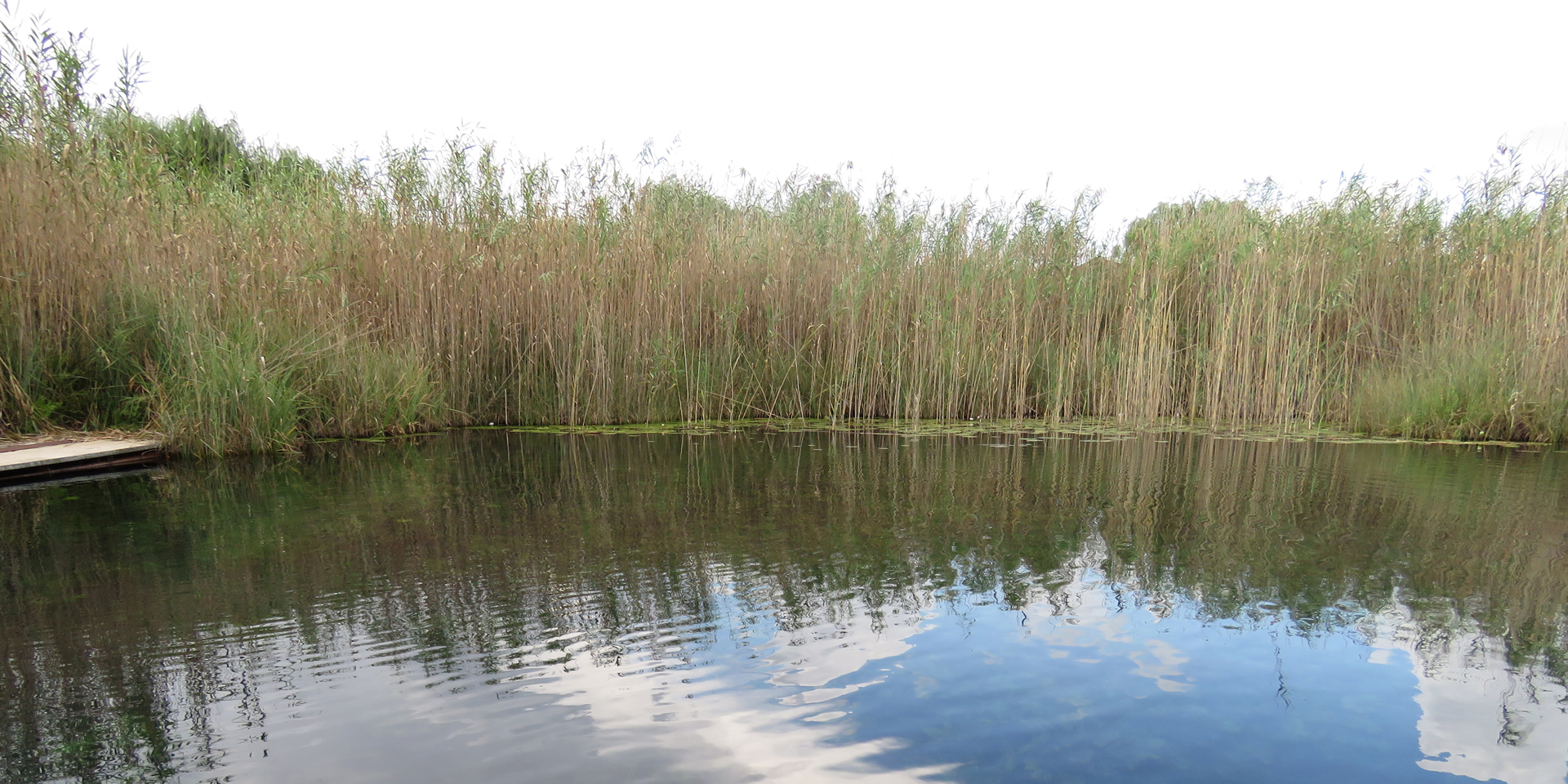 Image of a lake sitting in the middle of tall grass.