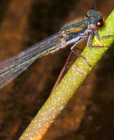 A close-up image of a dragonfly perched on a branch.