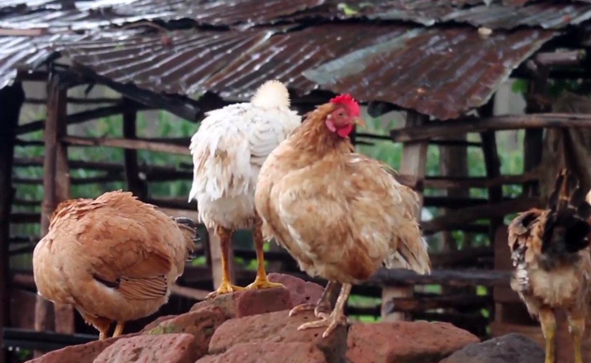 Image of chickens standing on a pile of bricks.