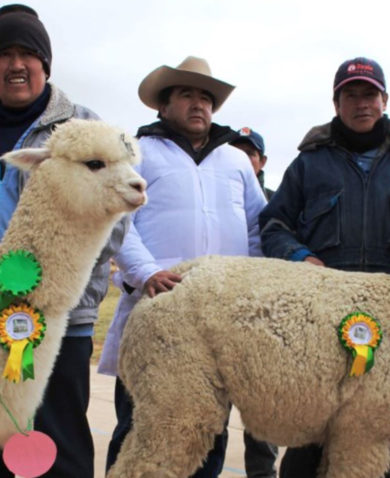 Two llamas with award ribbons attached to them as four men pose behind them.