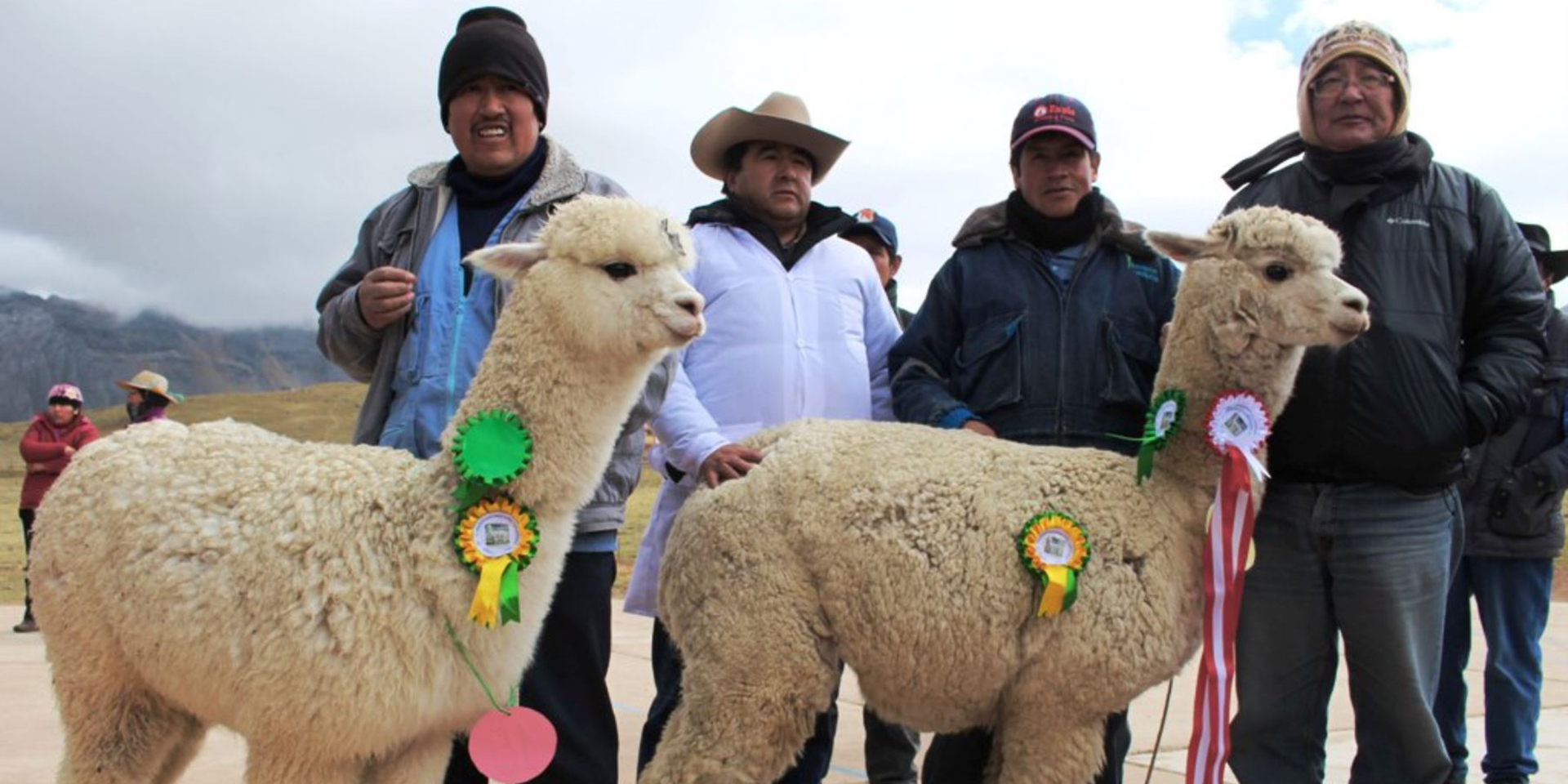 Two llamas with award ribbons attached to them as four men pose behind them.