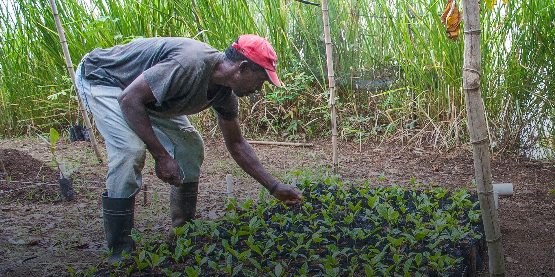A man leaning over sprouting crops and inspecting them.