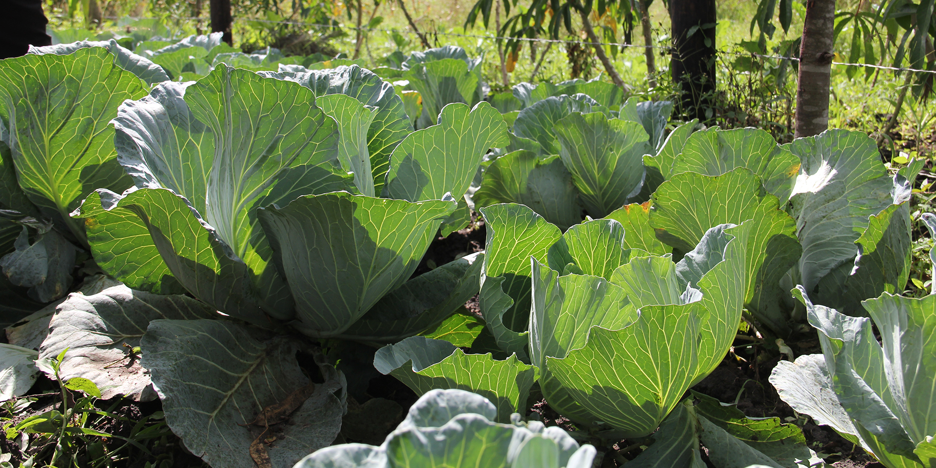 Several cabbages growing in a garden.