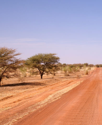 Image of a desert road leading off into the distance with weathered trees peppering the landscape on each side.